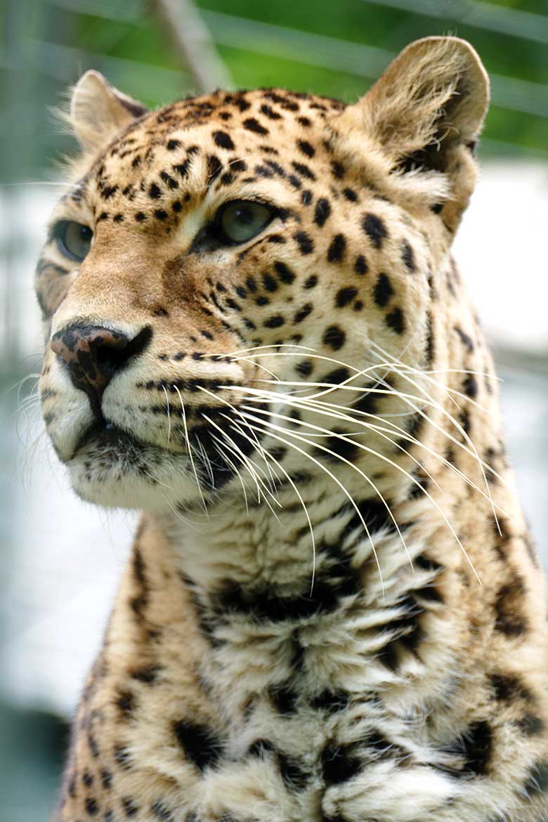 Indische Leoparden-Katze BHRIKUTI am 6. Juni 2022 im Außengehege am Großkatzen-Haus im Wuppertaler Zoo