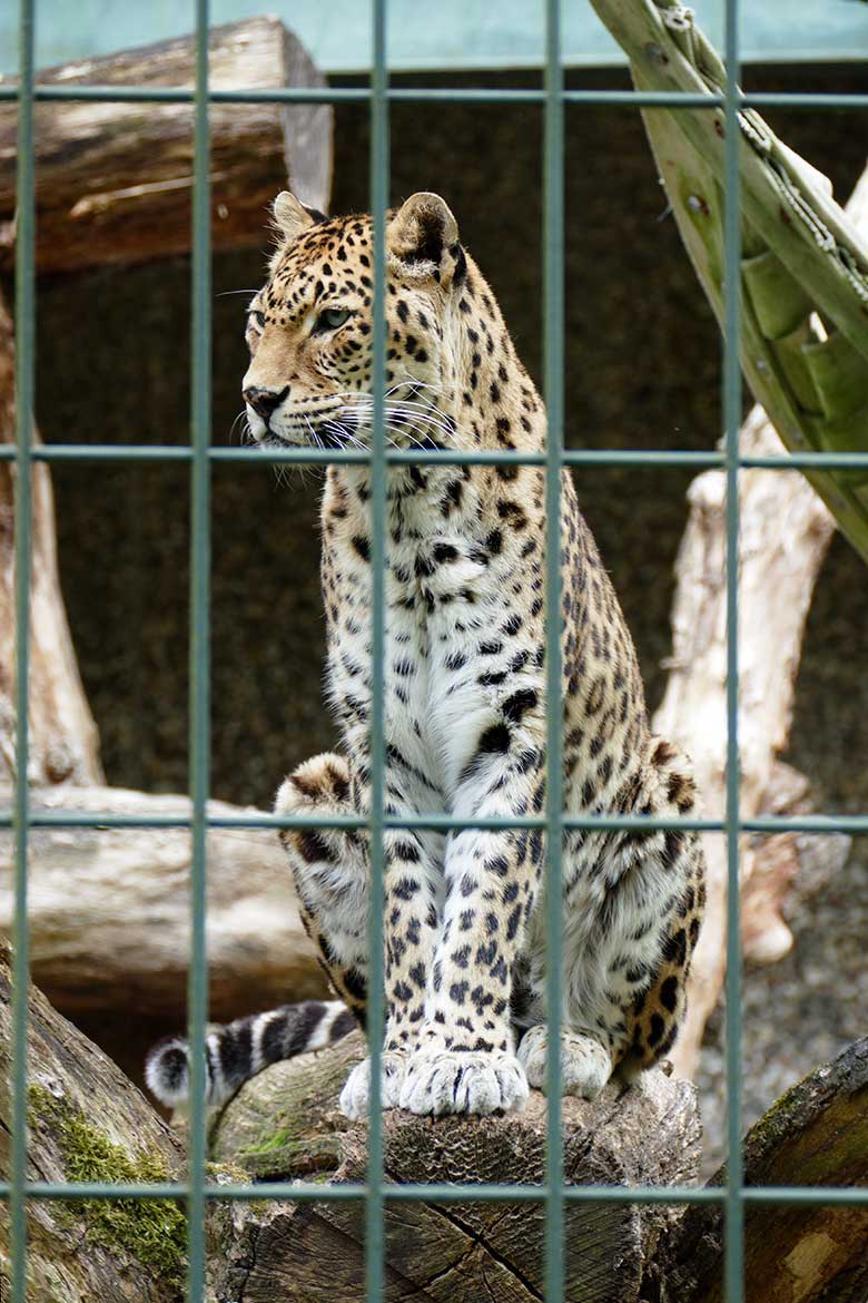 Indische Leopardin BHRIKUTI am 6. Juni 2022 im Außengehege am Großkatzen-Haus im Zoo Wuppertal