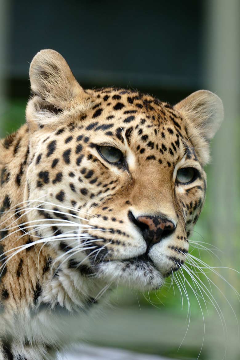 Indische Leoparden-Katze BHRIKUTI am 11. Juni 2022 im Außengehege am Großkatzen-Haus im Zoologischen Garten der Stadt Wuppertal