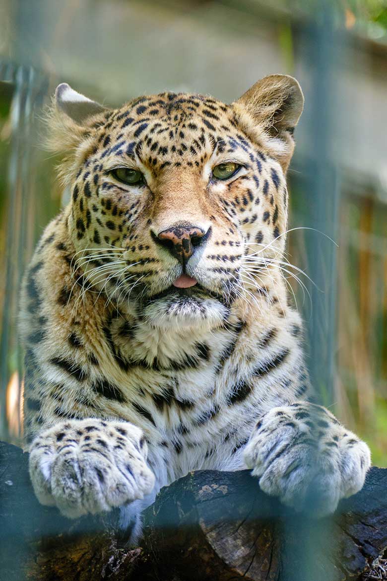 Indische Leoparden-Katze BHRIKUTI am 22. Juni 2022 im Außengehege am Großkatzen-Haus im Grünen Zoo Wuppertal