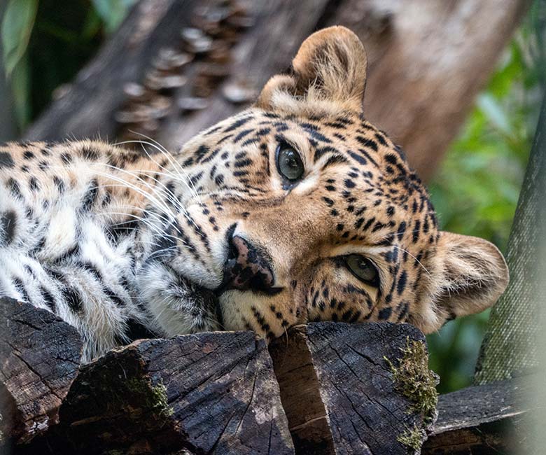 Weiblicher Indischer Leopard BHRIKUTI am 23. August 2022 im Außengehege am Großkatzen-Haus im Wuppertaler Zoo