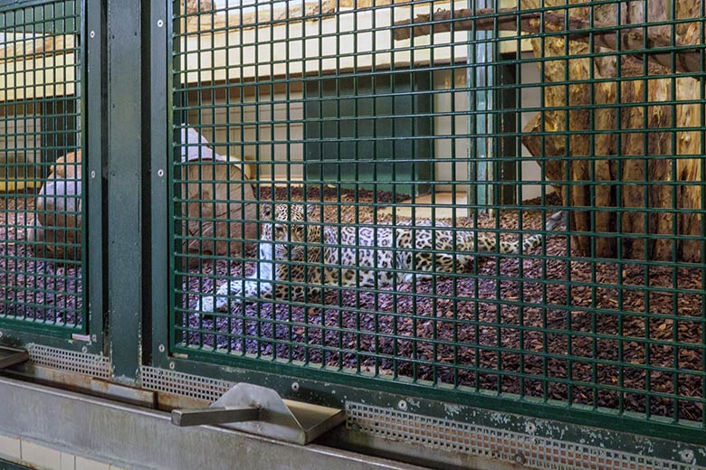 Indische Leoparden-Katze BHRIKUTI am 29. August 2022 im Innengehege im Großkatzen-Haus im Grünen Zoo Wuppertal