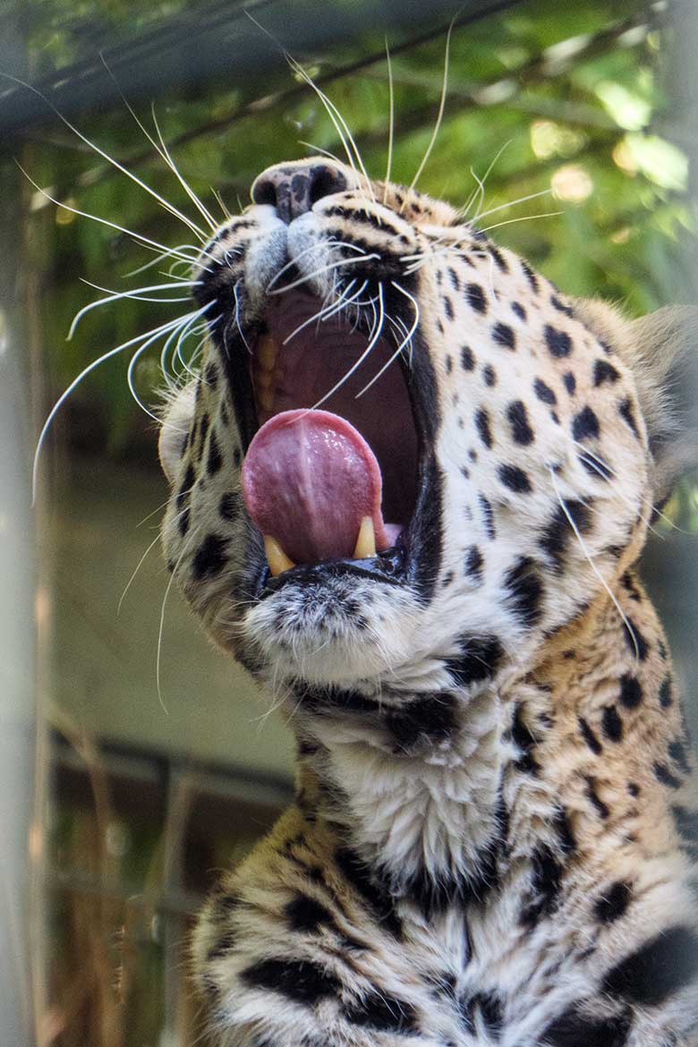 Indische Leoparden-Katze BHRIKUTI am 22. September 2022 in der Außenanlage am Großkatzen-Haus im Wuppertaler Zoo