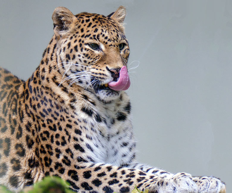 Indische Leopardin BHRIKUTI am 27. November 2022 auf der Außenanlage am Großkatzen-Haus im Grünen Zoo Wuppertal