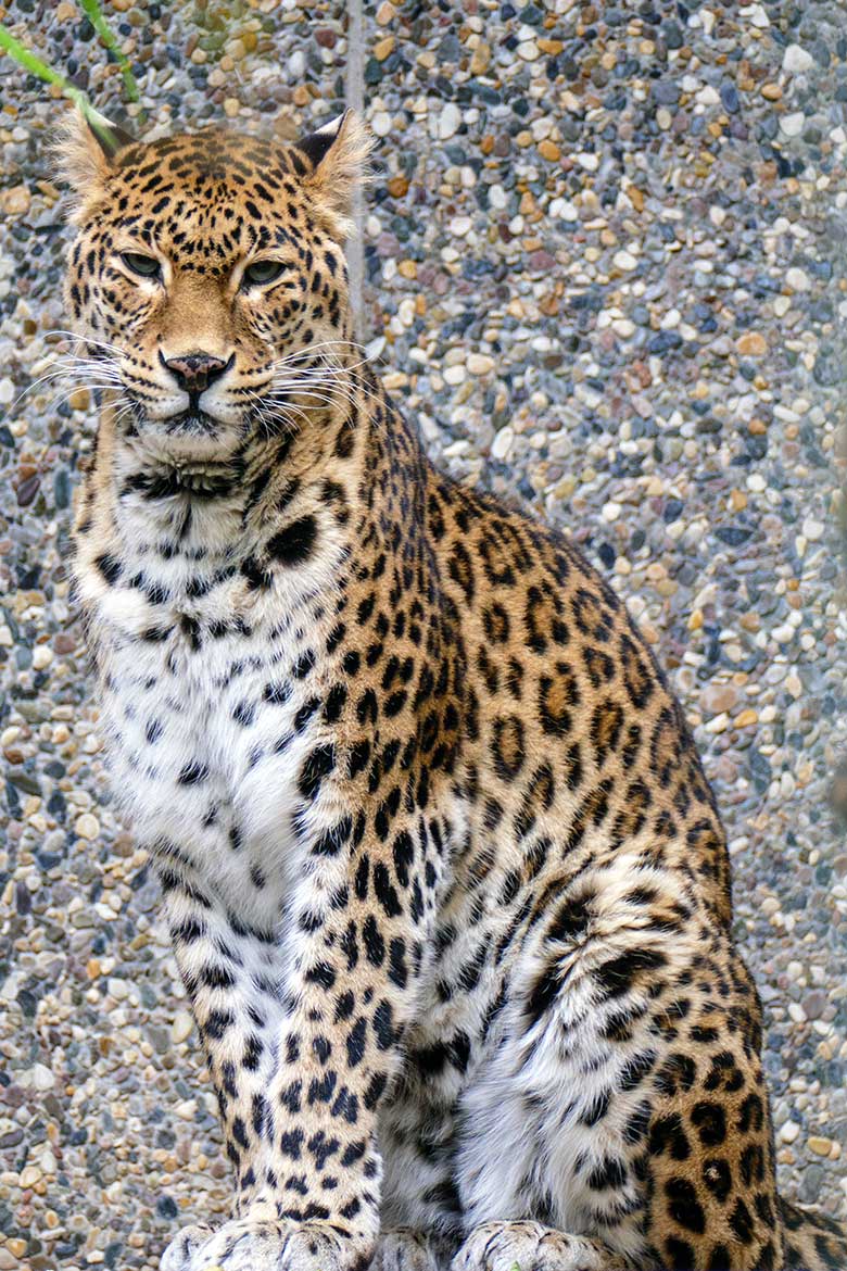 Weiblicher Indischer Leopard BHRIKUTI am 27. November 2022 auf der Außenanlage am Großkatzen-Haus im Zoo Wuppertal
