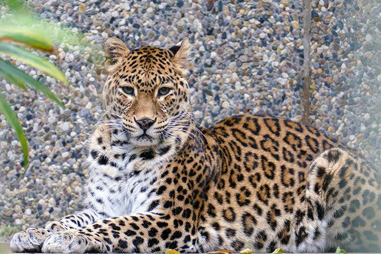 Indische Leoparden-Katze BHRIKUTI am 27. November 2022 auf der Außenanlage am Großkatzen-Haus im Wuppertaler Zoo
