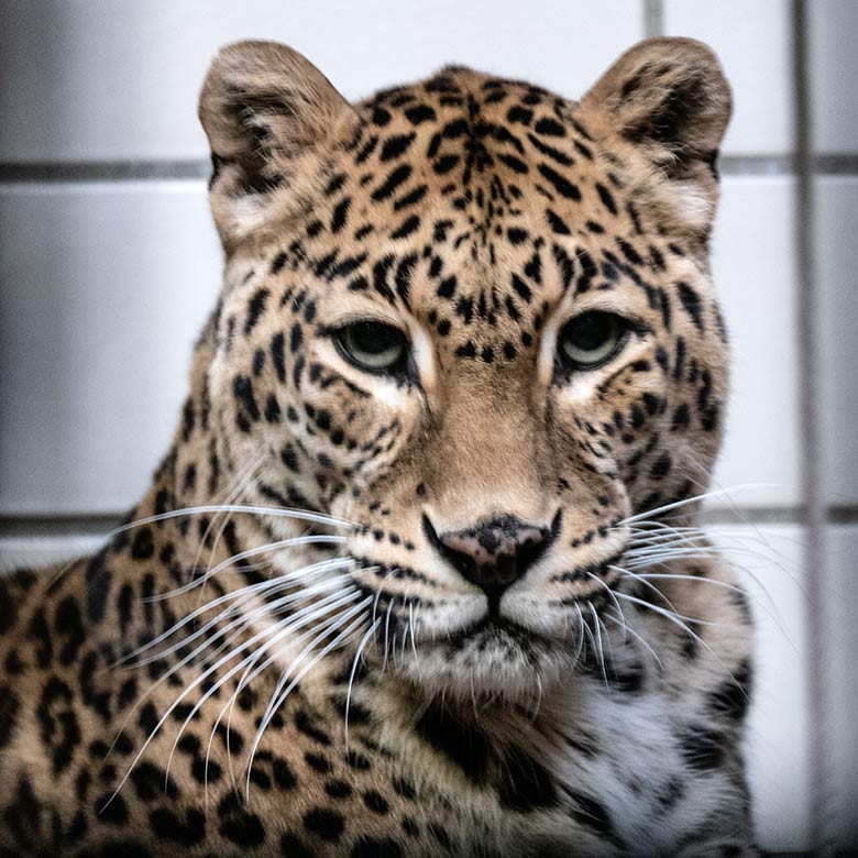 Indische Leoparden-Katze BHRIKUTI am 27. Januar 2023 im Großkatzen-Haus im Zoologischen Garten Wuppertal