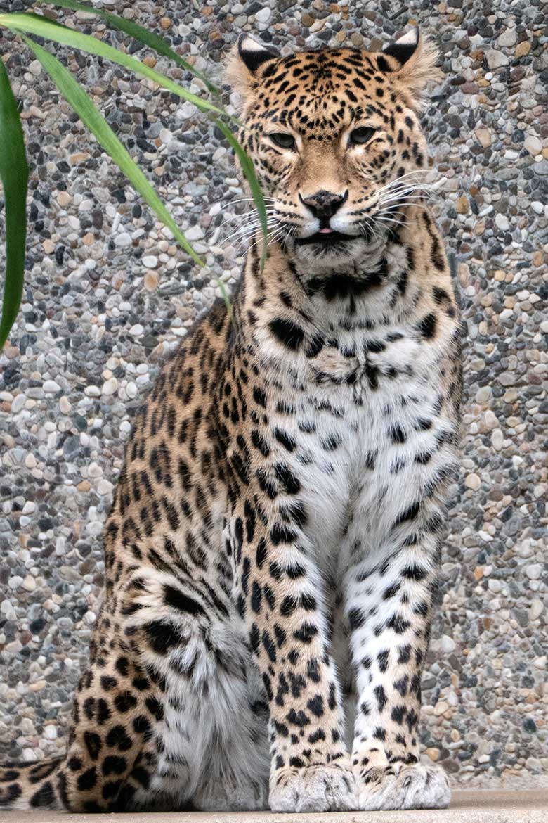 Indische Leopardin BHRIKUTI am 4. März 2023 auf der Außenanlage am Großkatzen-Haus im Grünen Zoo Wuppertal