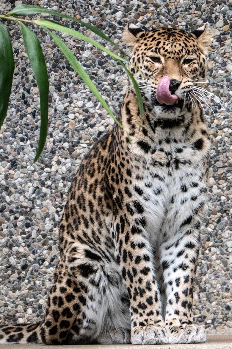 Indische Leoparden-Katze BHRIKUTI am 4. März 2023 auf der Außenanlage am Großkatzen-Haus im Zoologischen Garten Wuppertal