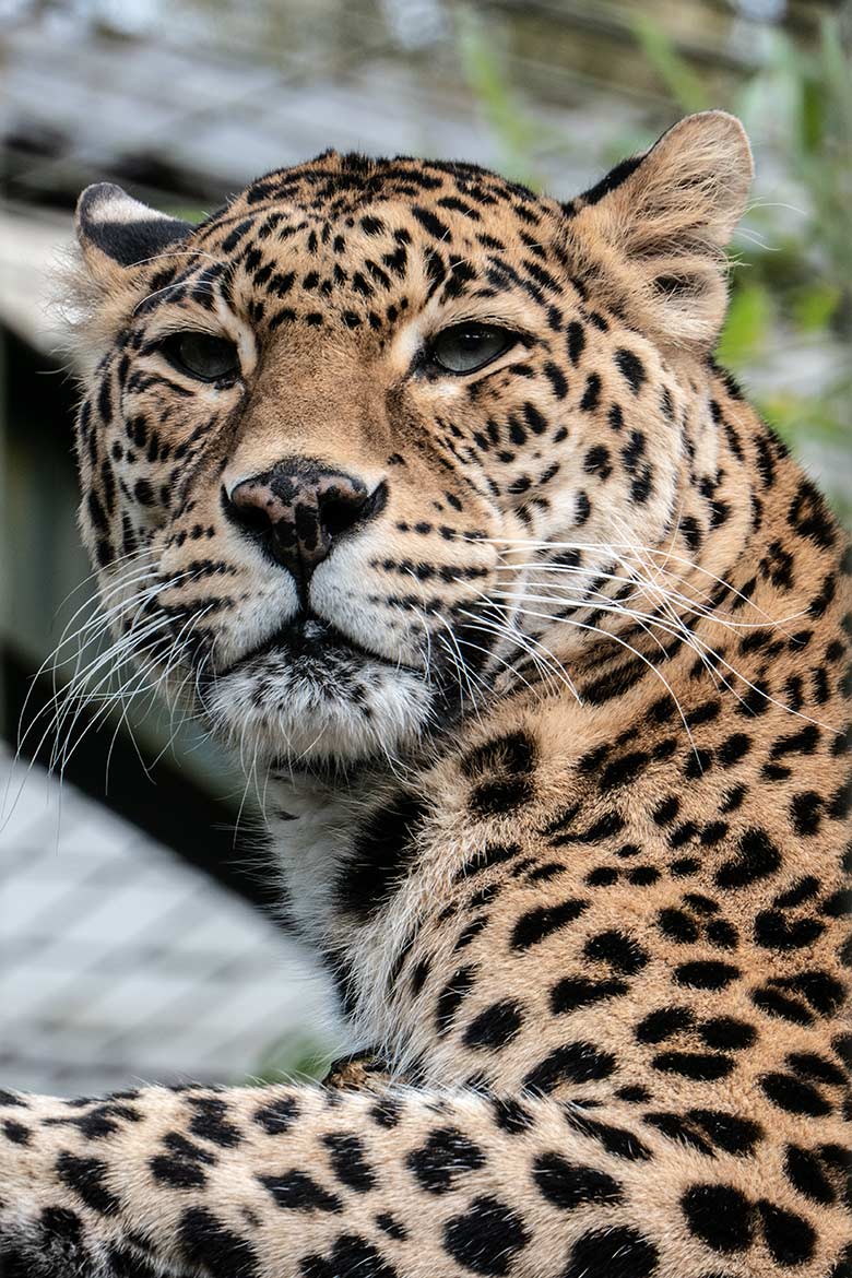 Indische Leoparden-Katze BHRIKUTI am 13. April 2023 in der Außenanlage am Großkatzen-Haus im Grünen Zoo Wuppertal