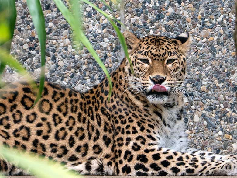 Indische Leoparden-Katze BHRIKUTI am 7. Mai 2023 auf der Außenanlage am Großkatzen-Haus im Grünen Zoo Wuppertal