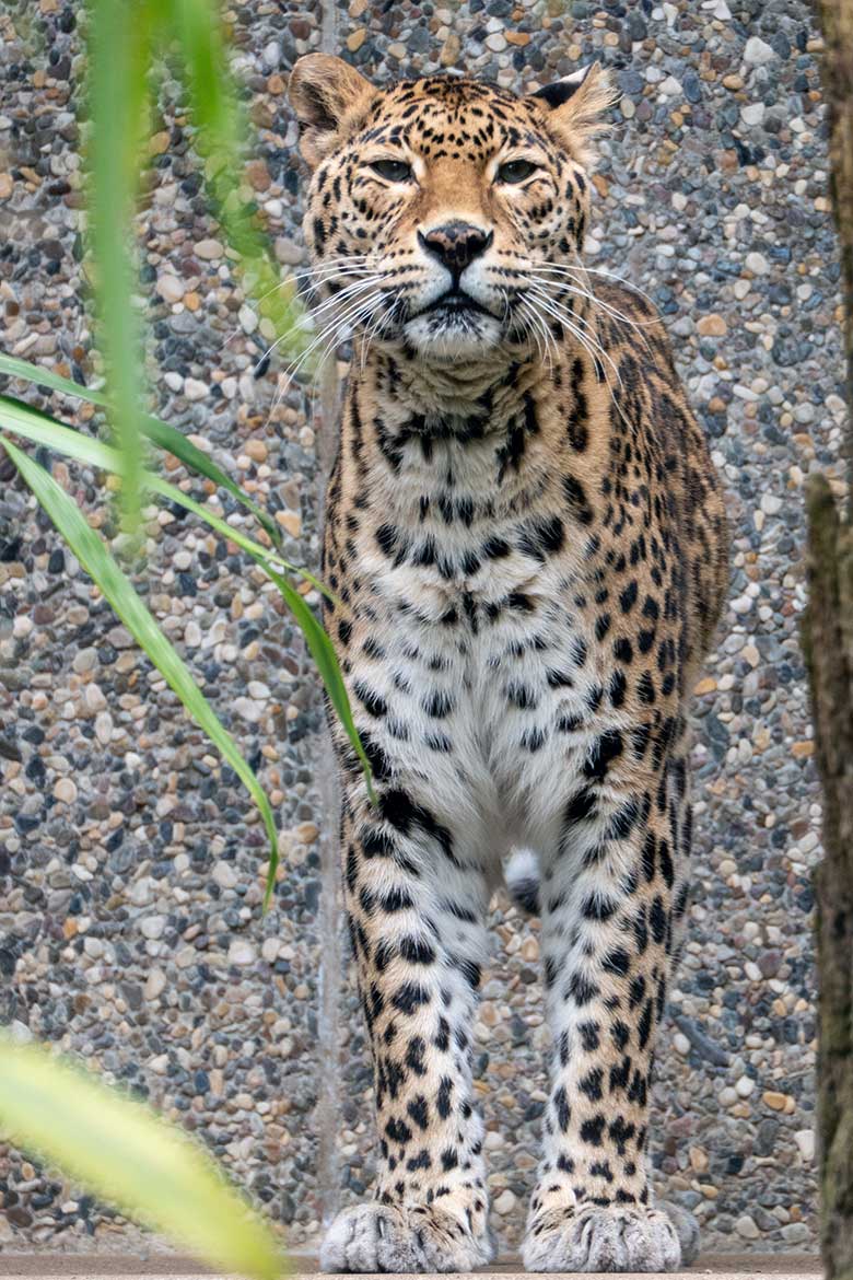 Indische Leopardin BHRIKUTI am 7. Mai 2023 auf der Außenanlage am Großkatzen-Haus im Zoologischen Garten Wuppertal