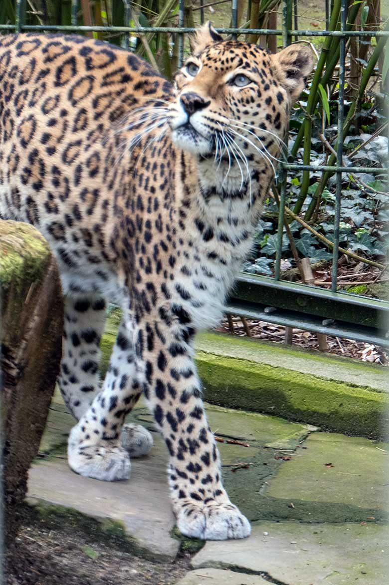 Weiblicher Indischer Leopard BHRIKUTI am 7. Mai 2023 auf der Außenanlage am Großkatzen-Haus im Wuppertaler Zoo
