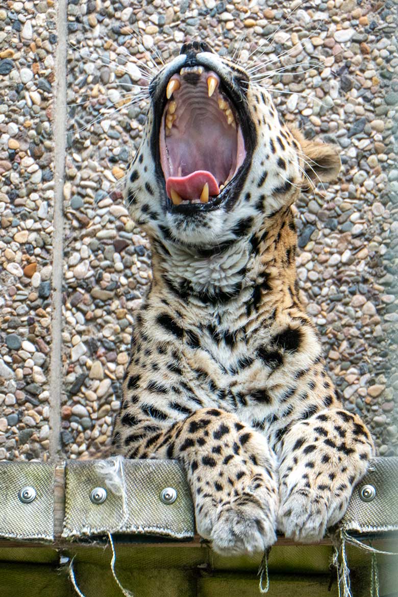 Gähnende Indische Leoparden-Katze BHRIKUTI am 8. Juni 2023 auf der Außenanlage am Großkatzen-Haus im Grünen Zoo Wuppertal
