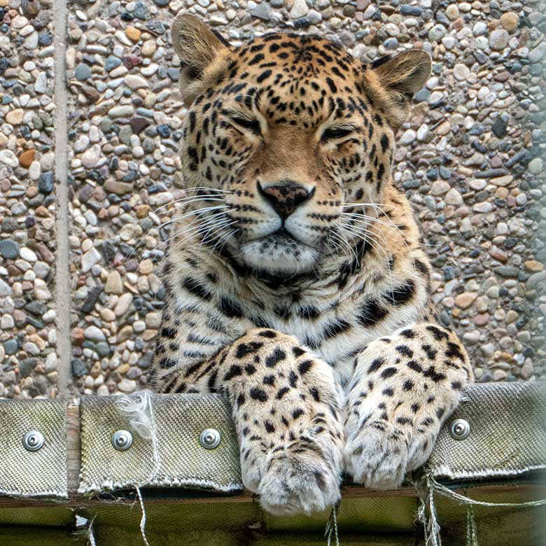 Indische Leopardin BHRIKUTI am 8. Juni 2023 auf der Außenanlage am Großkatzen-Haus im Wuppertaler Zoo