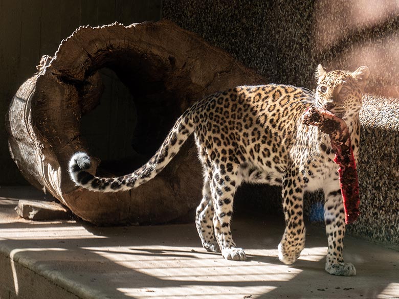 Indische Leoparden-Katze BHRIKUTI am 10. August 2024 im ehemaligen Nebelparder-Außengehege am Großkatzen-Haus im Grünen Zoo Wuppertal