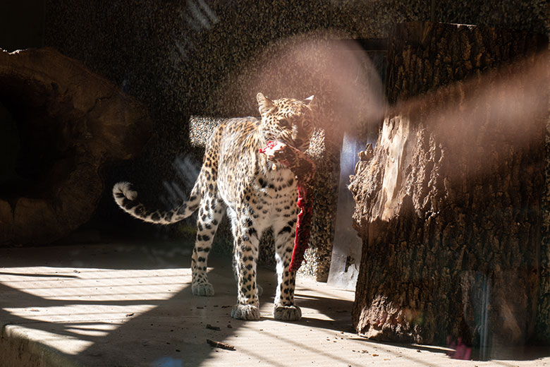 Weiblicher Indischer Leopard BHRIKUTI am 10. August 2024 im ehemaligen Nebelparder-Außengehege am Großkatzen-Haus im Zoo Wuppertal