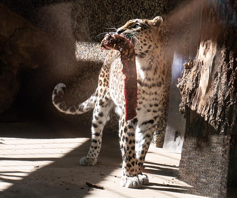 Indische Leopardin BHRIKUTI am 10. August 2024 im ehemaligen Nebelparder-Außengehege am Großkatzen-Haus im Zoologischen Garten Wuppertal