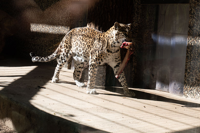 Indische Leoparden-Katze BHRIKUTI am 10. August 2024 im ehemaligen Nebelparder-Außengehege am Großkatzen-Haus im Wuppertaler Zoo