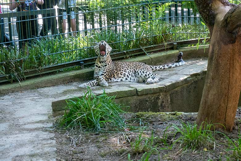 Indische Leoparden-Katze BHRIKUTI am 10. August 2024 im ehemaligen Nebelparder-Außengehege am Großkatzen-Haus im Zoologischen Garten der Stadt Wuppertal