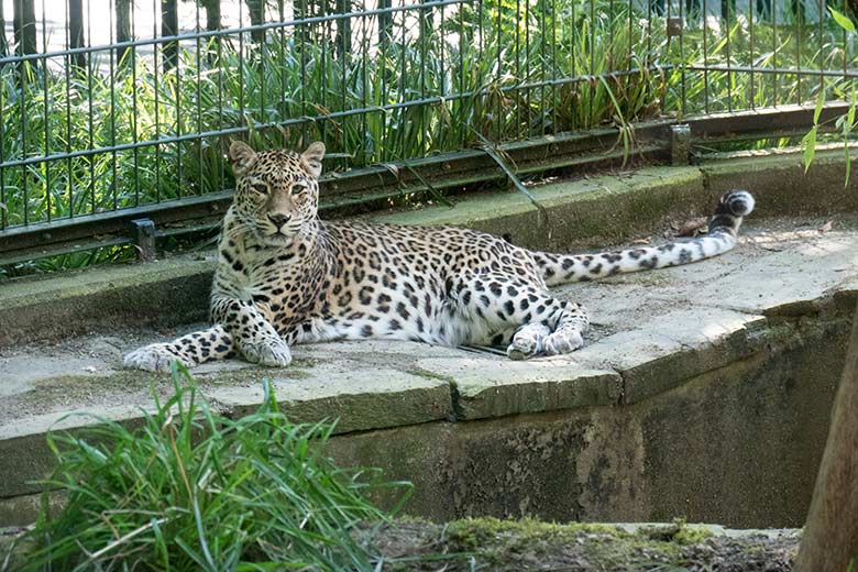 Indische Leopardin BHRIKUTI am 10. August 2024 im ehemaligen Nebelparder-Außengehege am Großkatzen-Haus im Zoo Wuppertal