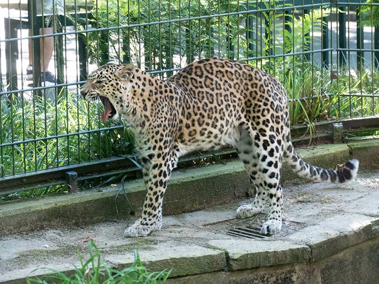 Weiblicher Indischer Leopard BHRIKUTI am 10. August 2024 im ehemaligen Nebelparder-Außengehege am Großkatzen-Haus im Wuppertaler Zoo