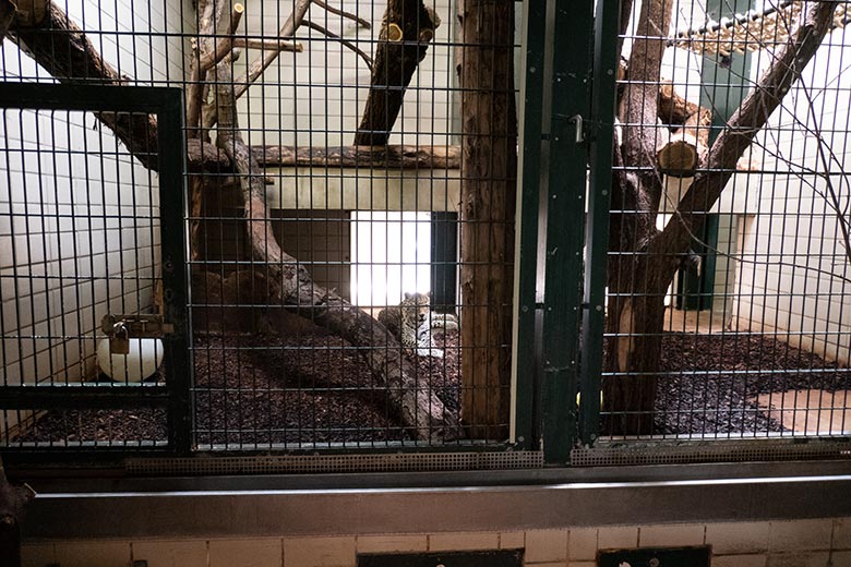 Weiblicher Indischer Leopard BHRIKUTI am 10. August 2024 im ehemaligen Nebelparder-Innengehege im Großkatzen-Haus im Grünen Zoo Wuppertal