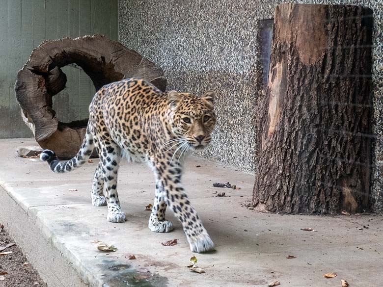 Indische Leopardin BHRIKUTI am 16. November 2024 auf der Außenanlage am Großkatzen-Haus im Wuppertaler Zoo