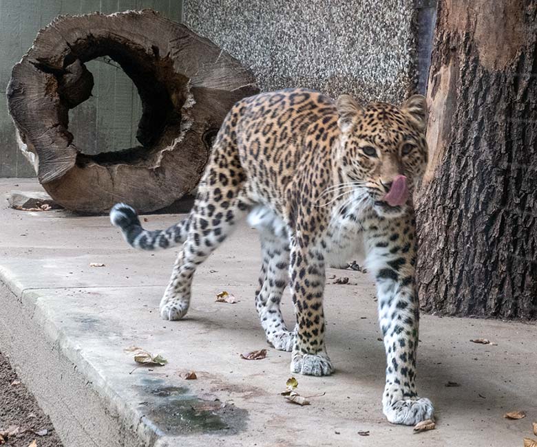 Indische Leopardin BHRIKUTI am 16. November 2024 auf der Außenanlage am Großkatzen-Haus im Grünen Zoo Wuppertal