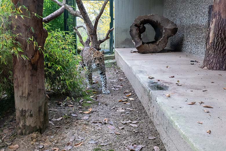 Indische Leopardin BHRIKUTI am 16. November 2024 auf der Außenanlage am Großkatzen-Haus im Zoologischen Garten der Stadt Wuppertal