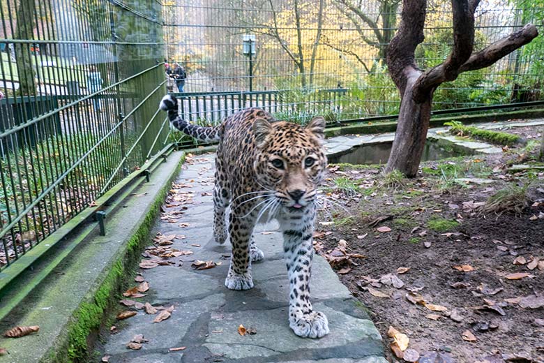 Indische Leopardin BHRIKUTI am 16. November 2024 auf der Außenanlage am Großkatzen-Haus im Zoo Wuppertal