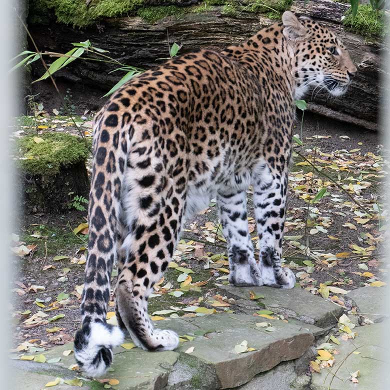 Indische Leopardin BHRIKUTI am 16. November 2024 auf der Außenanlage am Großkatzen-Haus im Grünen Zoo Wuppertal