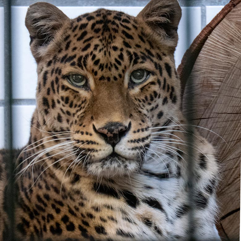 Indische Leoparden-Katze BHRIKUTI am 4. Dezember 2024 im Innengehege im Großkatzen-Haus im Grünen Zoo Wuppertal