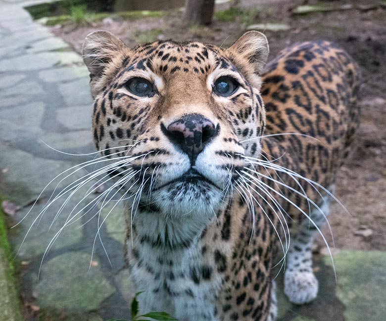 Indische Leopardin BHRIKUTI am 1. Januar 2025 auf der Außenanlage am Großkatzen-Haus im Zoologischen Garten Wuppertal