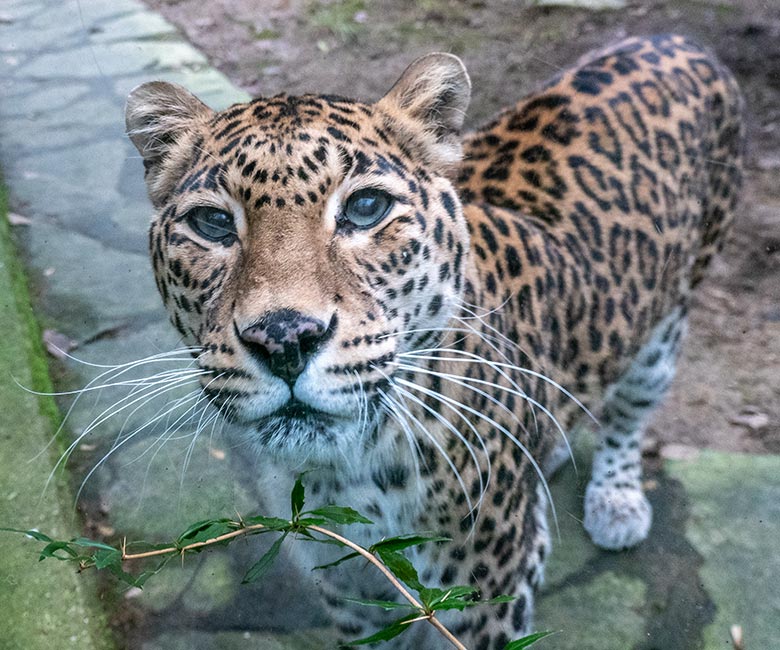 Indische Leoparden-Katze BHRIKUTI am 1. Januar 2025 auf der Außenanlage am Großkatzen-Haus im Wuppertaler Zoo