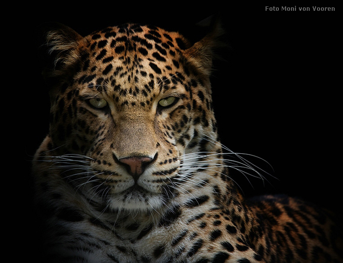 Indischer Leopard im Wuppertaler Zoo (Foto Moni von Vooren)