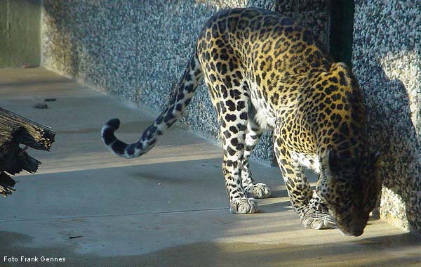 Javanischer Leopard im Wuppertaler Zoo im Dezember 2003 (Foto Frank Gennes)