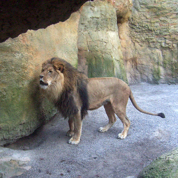 Der Löwe Massai im Wuppertaler Zoo am 30. Januar 2009