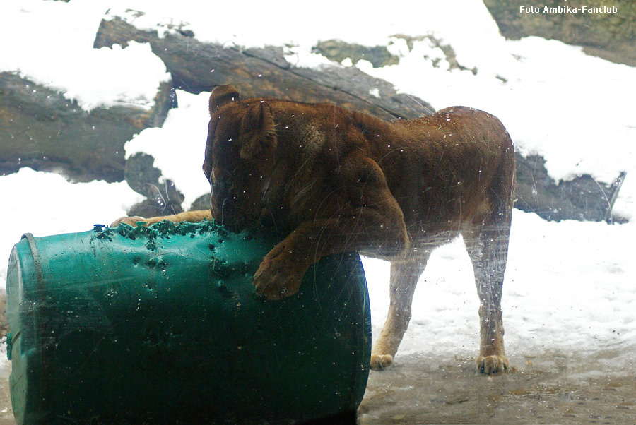 Löwin mit Fass im Schnee im Zoologischen Garten Wuppertal im Dezember 2011 (Foto Ambika-Fanclub)