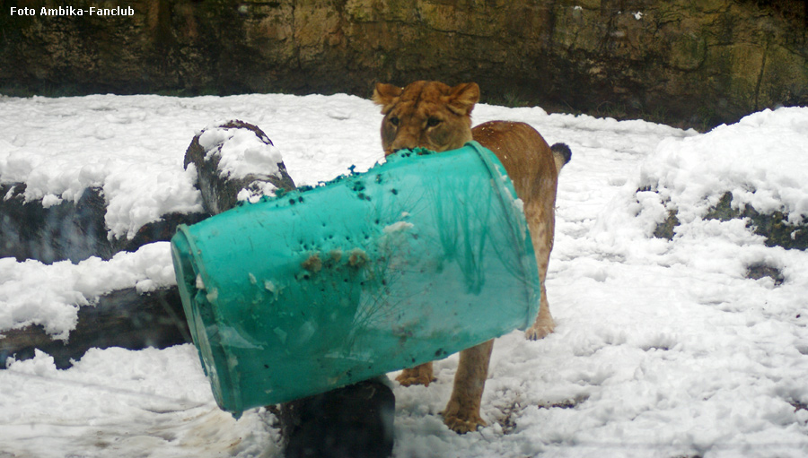 Löwin mit Fass im Schnee im Zoologischen Garten Wuppertal im Dezember 2011 (Foto Ambika-Fanclub)