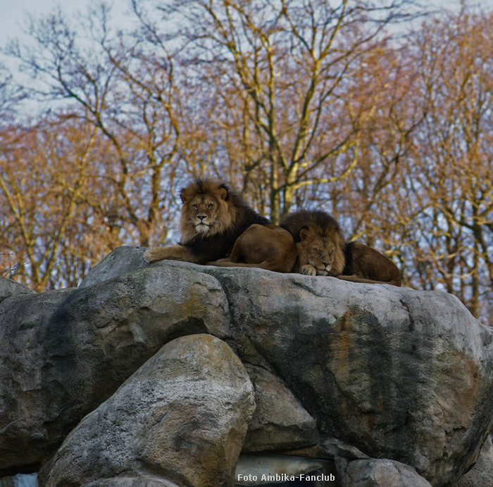 Löwen auf dem Löwenfelsen im Wuppertaler Zoo im Januar 2012 (Foto Ambika-Fanclub)