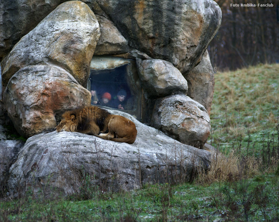 Löwe auf dem Löwenfelsen im Zoo Wuppertal im Januar 2012 (Foto Ambika-Fanclub)