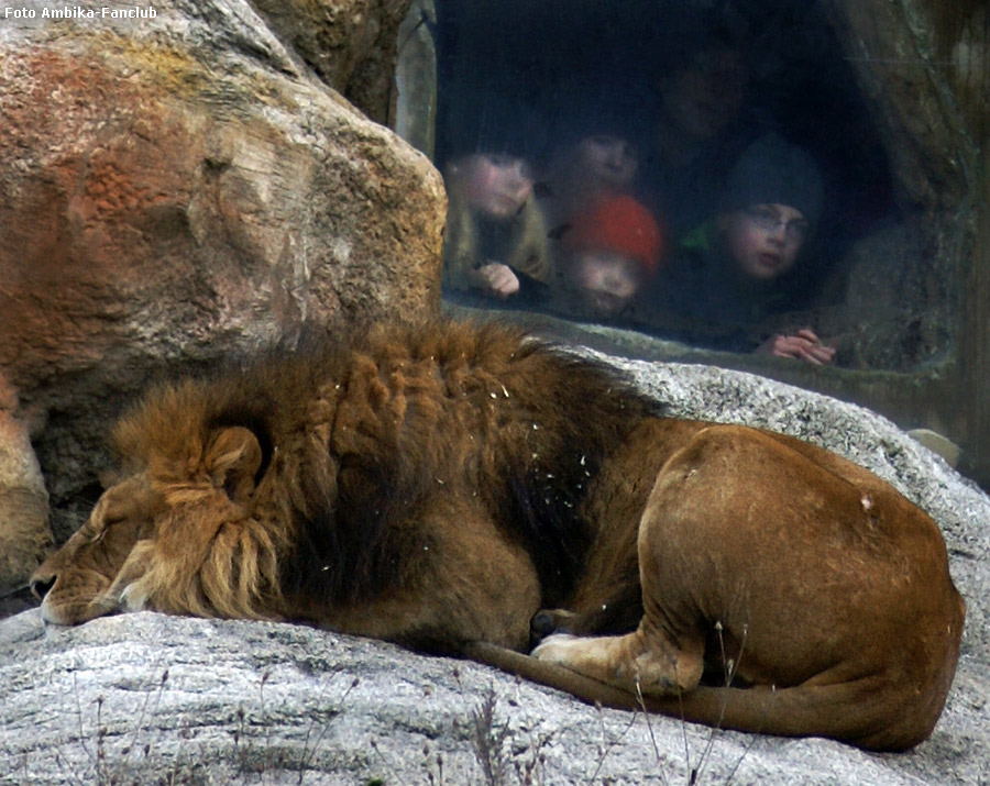 Löwe auf dem Löwenfelsen im Wuppertaler Zoo im Januar 2012 (Foto Ambika-Fanclub)