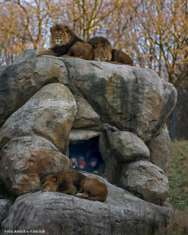 Löwen auf dem Löwenfelsen im Zoo Wuppertal im Januar 2012 (Foto Ambika-Fanclub)