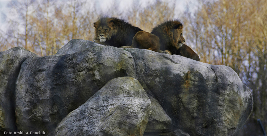 Löwen auf dem Löwenfelsen im Zoologischen Garten Wuppertal im Januar 2012 (Foto Ambika-Fanclub)