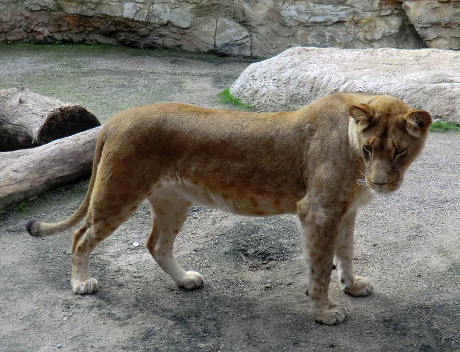 Löwin auf der kleinen Außenanlage im Löwenhaus im Zoologischen Garten Wuppertal am 19. Mai 2012