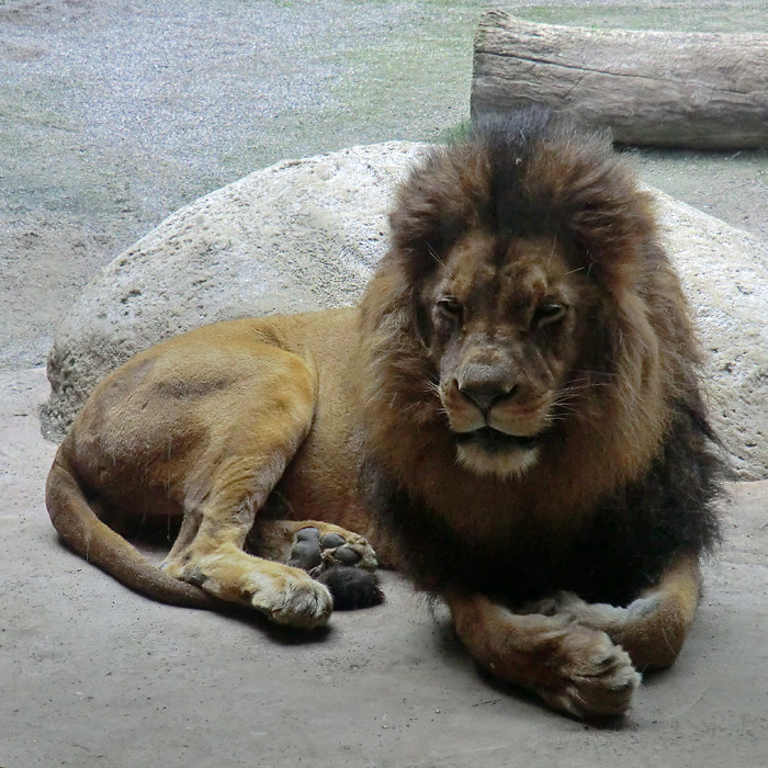 Löwe auf der kleinen Außenanlage im Löwenhaus im Wuppertaler Zoo im Mai 2012
