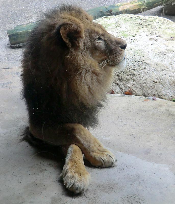 Afrikanischer Löwe MASSAI im Zoologischen Garten Wuppertal im Januar 2014