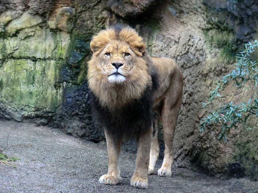 Afrikanischer Löwe MASSAI im Wuppertaler Zoo im Januar 2014