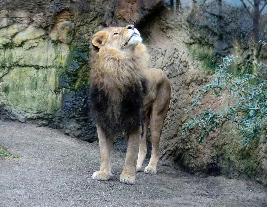 Afrikanischer Löwe MASSAI im Zoo Wuppertal im Januar 2014
